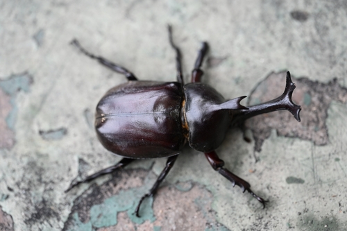 Japanese Rhinoceros Beetle