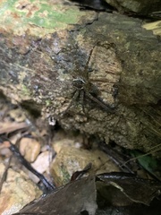 Dolomedes raptor