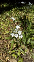 Allium subhirsutum