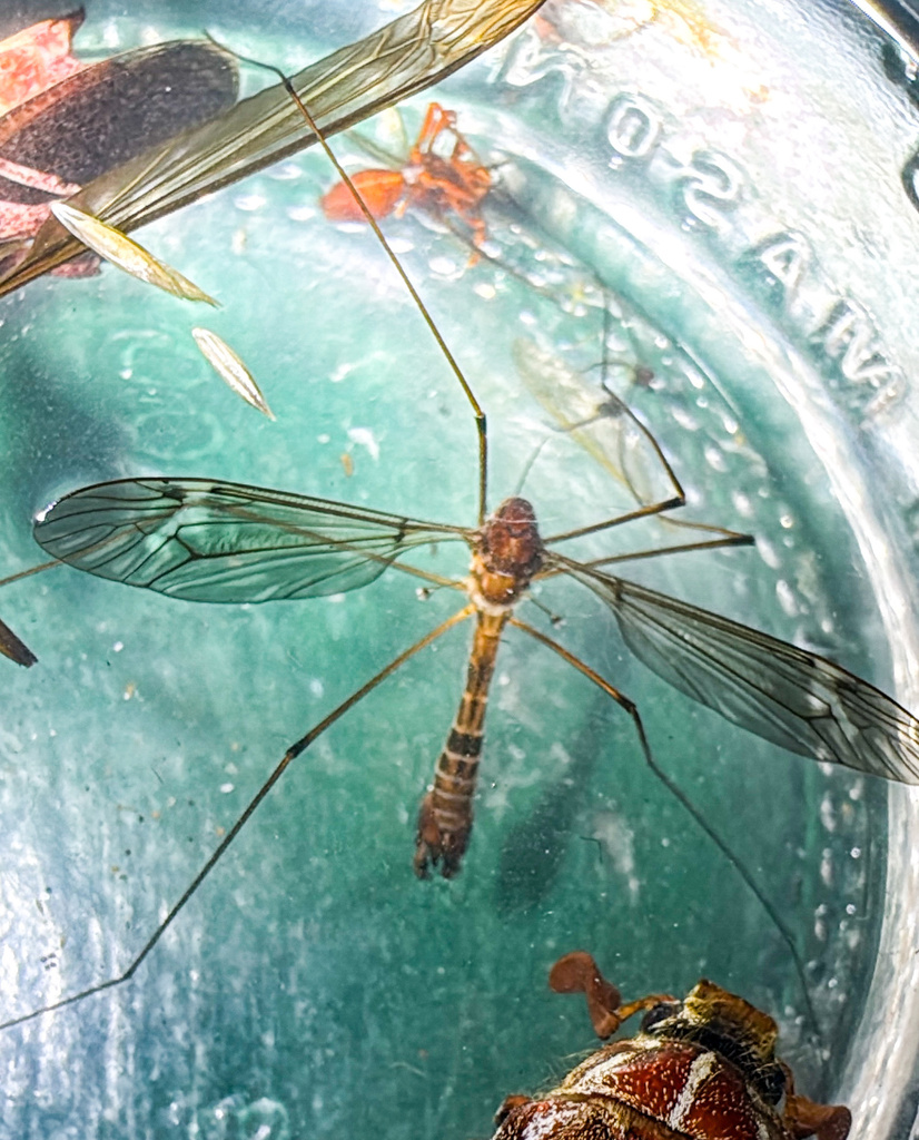 Tipula unicincta