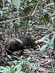 Sus scrofa moupinensis