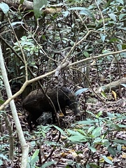 Sus scrofa moupinensis