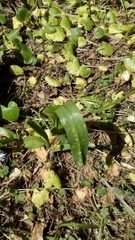 Allium subhirsutum