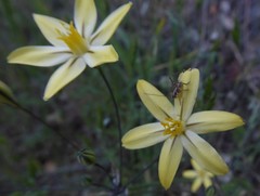 Triteleia ixioides scabra
