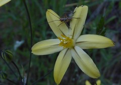 Triteleia ixioides scabra