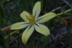 Triteleia ixioides scabra