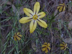 Triteleia ixioides scabra