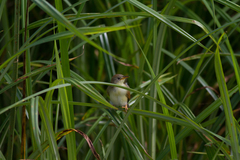 Bradypterus baboecala