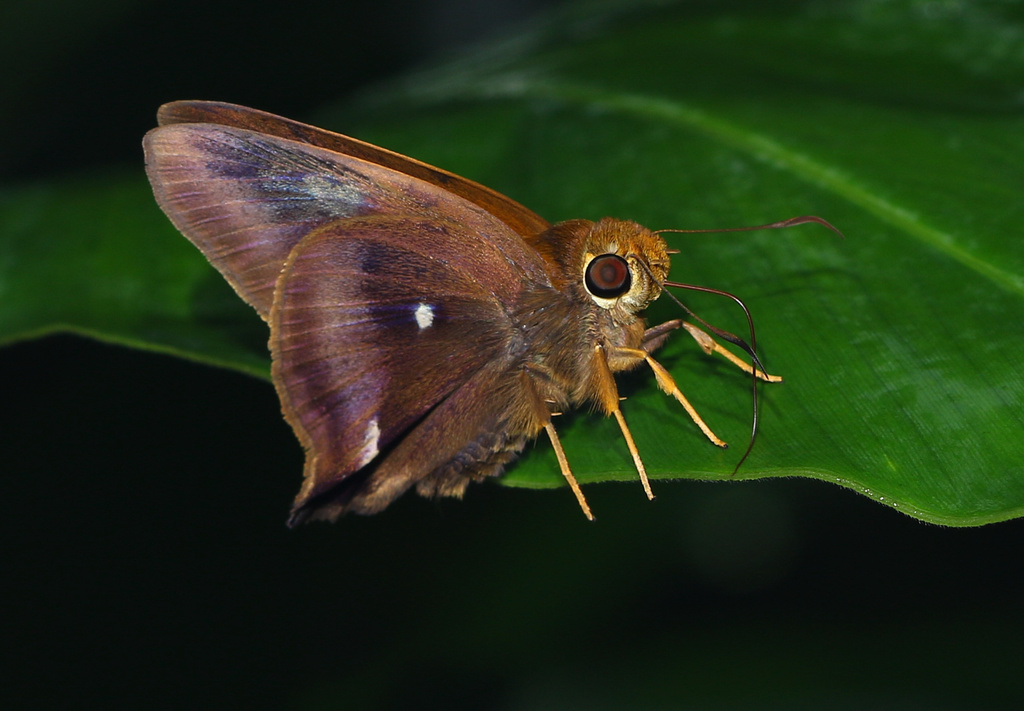 Common Awl (Butterflies of Kerala) · iNaturalist