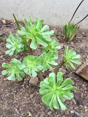 Aeonium undulatum