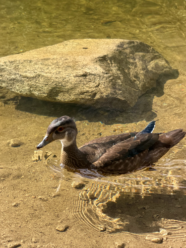 iNaturalist observation photo of Wood Duck