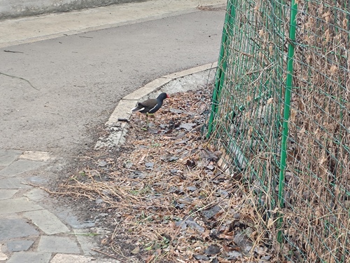 Eurasian Moorhen