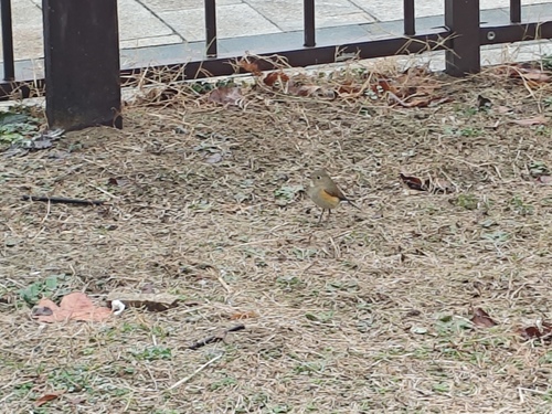 Red-flanked Bluetail