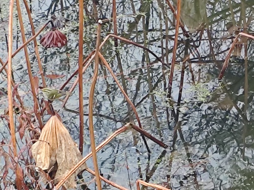 Pallas's Leaf Warbler