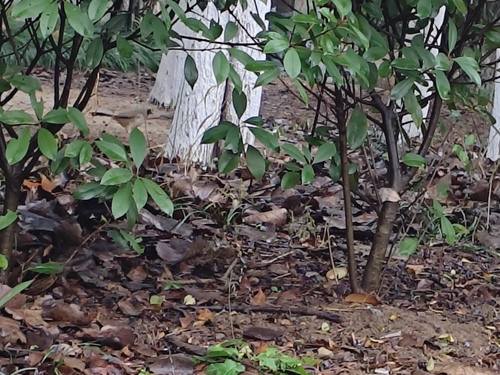 Masked Laughingthrush