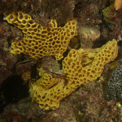 Holopsamma laminaefavosa
