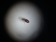 Lepinotus