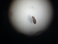 Lepinotus