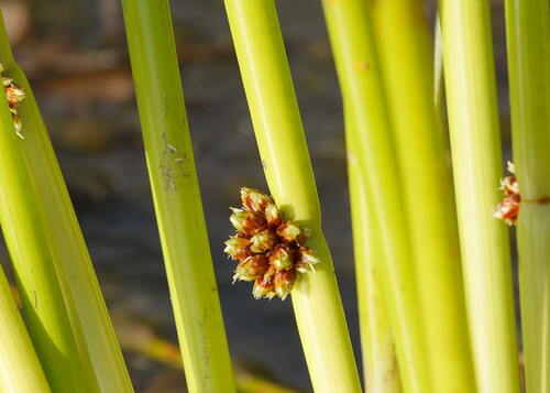 Schoenoplectiella articulata, 2026-06-06