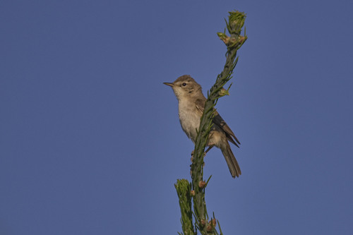 Zarcero escita (Iduna caligata)