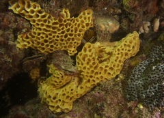 Holopsamma laminaefavosa