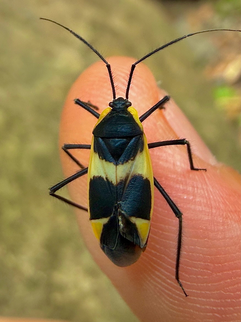 Mimoncopeltus simulans