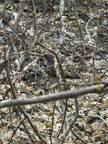 iNaturalist observation photo of Northern Flicker