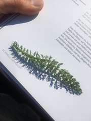 Achillea millefolium