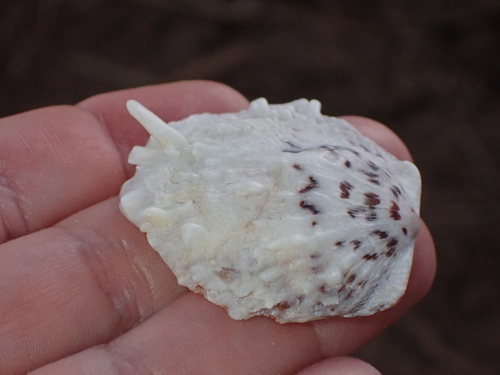 Spondylus nicobaricus observed 2026-06-17