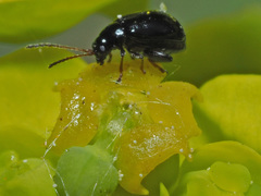 Aphthona