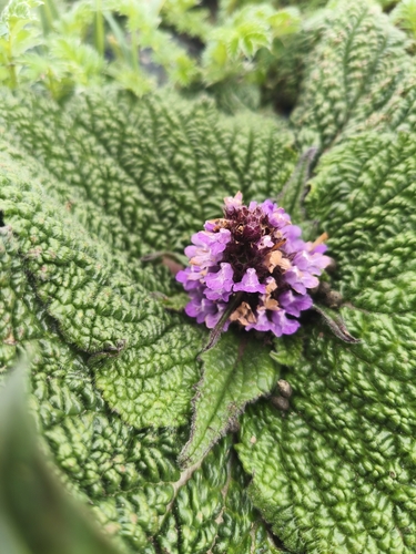Common Lamiophlomis