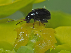 Aphthona