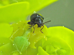 Aphthona