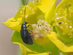 Aphthona