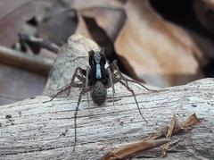 Pardosa lugubris