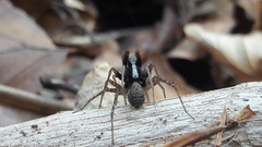Pardosa lugubris