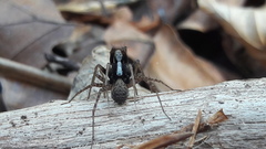 Pardosa lugubris
