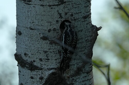 Yellow-bellied Sapsucker