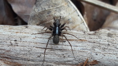 Pardosa lugubris