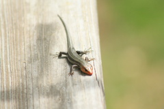 Plestiodon inexpectatus