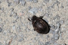 Byrrhidae