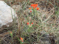 Castilleja rigida