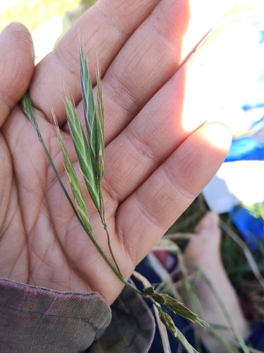 Rescue Brome
