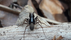 Pardosa lugubris