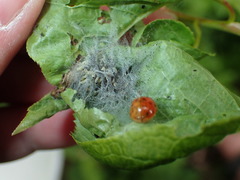 Yponomeuta evonymella