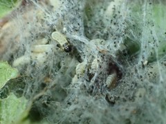 Yponomeuta evonymella