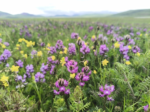 Laxmann's Milkvetch