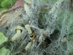 Yponomeuta evonymella