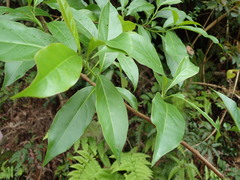 Ehretia longiflora