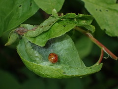 Yponomeuta evonymella